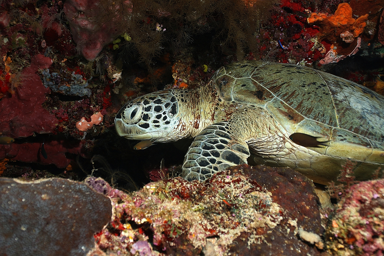 Sipadan_2015_Tortue Franche_Chelonia mydas_IMG_2392_rc.jpg